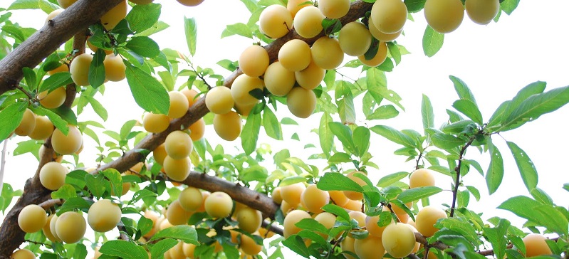 golden-plums
