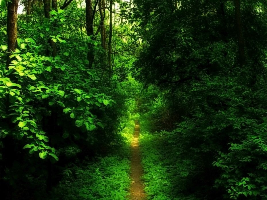 narrow-path-e1469321670157