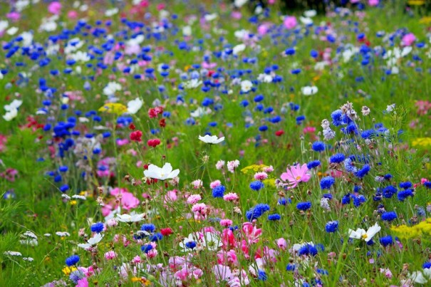 wildflowers